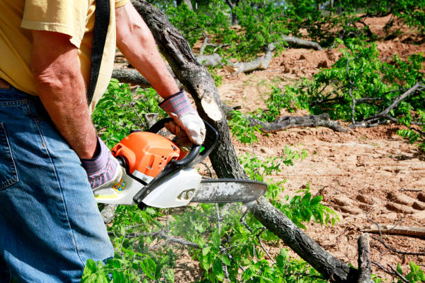 Best Tree Removal Contractors  in USA